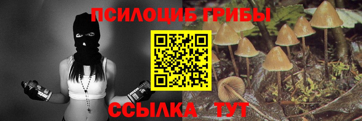 Псилоцибиновые грибы Psilocybine cubensis Псков